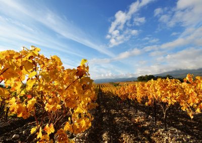 Vigne en automne, Provence (réf. P032)