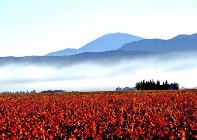 Mont Ventoux et vigne en automne, Provence (réf. P086)