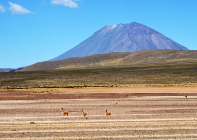 Vigognes sur l'Altiplano, Pérou (réf. M108)