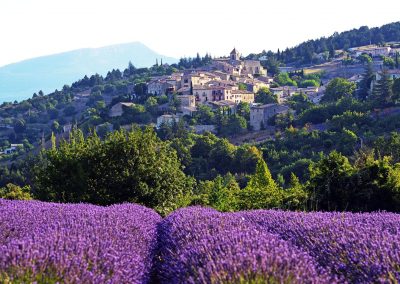 Aurel, Lavande, Provence (réf. P108)
