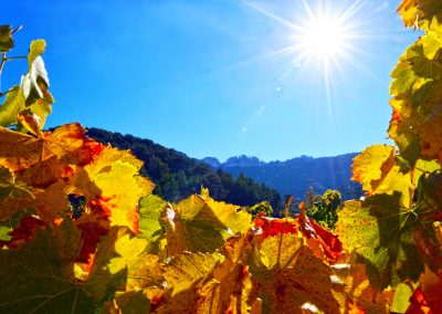 Vigne en automne dans les Dentelles de Montmirail, Provence (réf. P118)