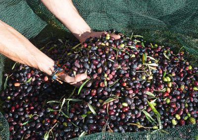 Récolte des olives, Provence (réf. S037)
