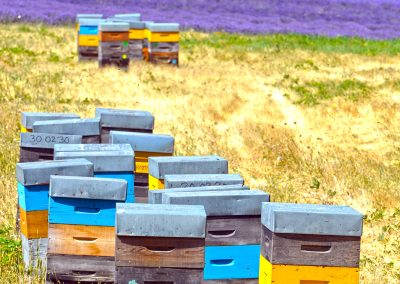 Apiculture, Ruches, Provence (réf. S062)