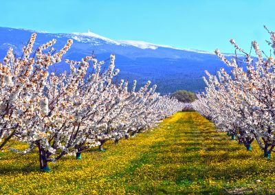 Mont Ventoux, Cerisiers en fleurs, Provence (réf. P130)