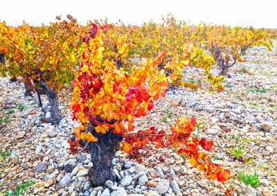 Vigne en automne, Provence (réf. P154)