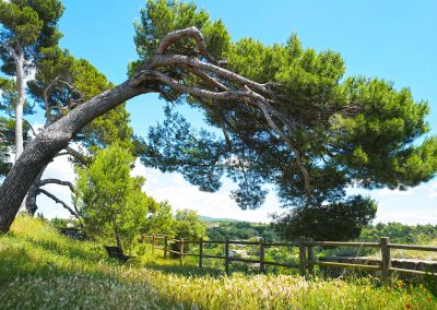 Coup de mistral dans les pins, Luberon, Provence (réf. P170)