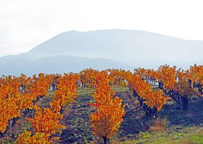 Mont Ventoux, Vigne en automne, Provence (réf. P204)