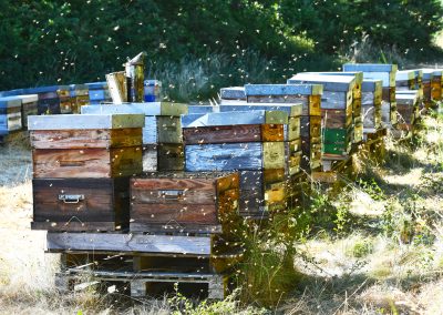Apiculture, Ruches, Provence (S066)