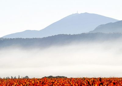 Mont Ventoux et vigne en automne, Provence (réf. P217)