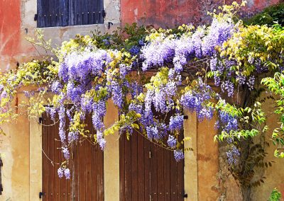 Glycine, Provence (réf. P218)