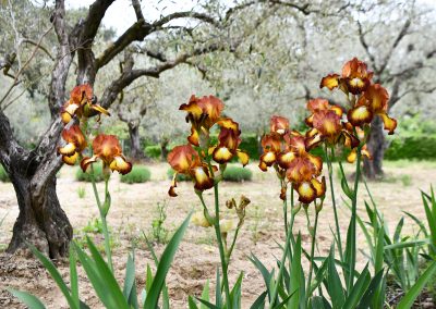 Jardin de la Basse Fontaine, Iris, Puyméras, Provence (réf. P225)